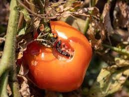 Unlike many other intestinal parasites, the pinworm does not usually enter the bloodstream or any other organs besides the intestines. Tomato Pinworms Tips For Controlling These Tomato Eating Worms