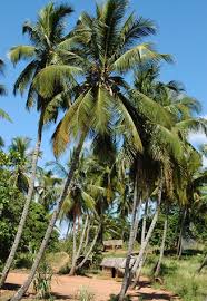 Image result for Cocos nucifera