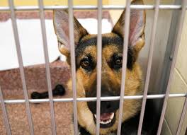 Meet mardi, a mixed breed dog for adoption, at pope memorial humane society in dover, nh on petfinder. Care Of Seized Dogs Draining Spca S Sos Fund News Fosters Com Dover Nh