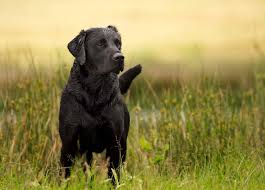 Go outside if you can. How To Become A Pet Photographer Dog Photographer Rebecca