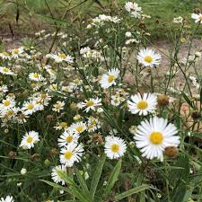 Image result for Asterochaete