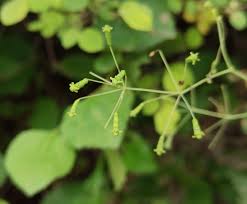 Image result for Commicarpus