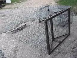 How to take care of a live trap? Live Animal Squirrel Cats Dogs Rats Raccoons Feral Hogs Traps