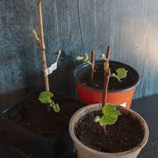 Image result for grapevine cuttings