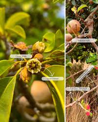 Image result for Manilkara koechlinii