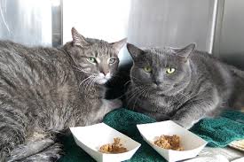 818 x 495 jpeg 28 кб. Flapjack Pets Available Paws Chicago