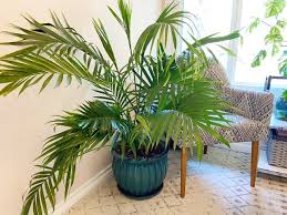 Majesty palm, especially, requires regular watering. How To Care For A Majesty Palm Houseplant Resource Center
