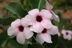 Image result for Adenium boehmianum