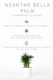 A Complete Guide To Lighting For Your Indoor Plants Quiz Vintage Revivals Low Light Bright In 2020 Indoor Plants Low Light Low Light Plants Plant Care Houseplant