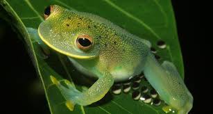 Image result for glass frog