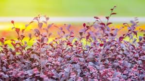 Nama bunga yang daunnya merah. 7 Tanaman Hias Daun Merah Begonia Hingga Sambang Darah
