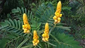 Enjoy free shipping to the us when you spend $35+ at this shop. Candlestick Plant Facts And Medicinal Uses