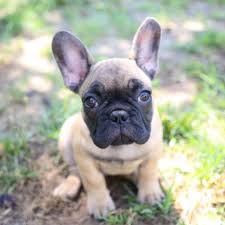 French bulldog puppies for sale. French Bulldogs And Co Home Facebook