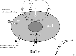 (1980) phosphate binding by llama and camel hemoglobin. Red Blood Cell Ph The Bohr Effect And Other Oxygenation Linked Phenomena In Blood O2 And Co2 Transport Jensen 2004 Acta Physiologica Scandinavica Wiley Online Library