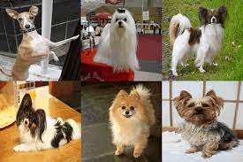 13 Small Dog Breeds Under 10 Pounds When Fully Grown
