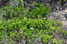 Image result for Croton inhambanensis