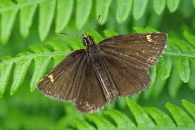 Image result for Heteropterus morpheus