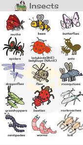 Insect Name Fruits Name Flowers Name Vegetables Name Animals Name Shapes Pictures F English Vocabulary English Language Teaching English Language Learning