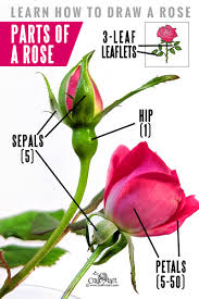 How To Draw A Rose Step By Step Guide For Beginners Craft Mart Another free still life for beginners step by step drawing video tutorial.