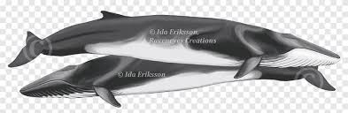 Maybe you would like to learn more about one of these? Short Finned Pilot Whale La Plata Dolphin River Dolphin Cetaceans Finless Porpoise Risso S Dolphin Png Pngegg