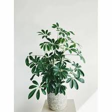 Image result for Schefflera