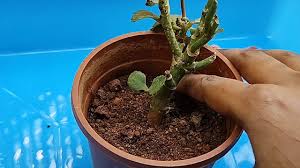 How To Revive A Dying Houseplant—And When You Can'T