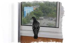 Etwa ein viertel wohnt in größeren wohnblocks oder hochhäusern, ein drittel in. Was Bedeutet Es Wenn Es Fliegt Zeichen Eines Vogels Der In Das Haus Fliegt Ihre Herkunft Und Interpretation Besondere Hinweise Auf Schwalben