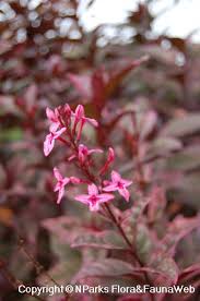 Image result for Eranthemum laxiflorum