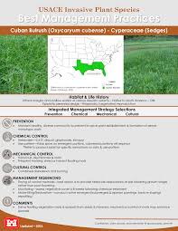 Image result for Oxycaryum