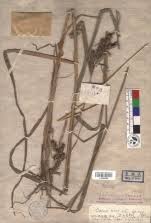 Image result for Costularia natalensis