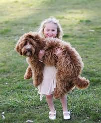 I'm the breeder behind south mitten labradoodles located in tecumseh, mi. Labradoodle Puppies For Sale Breeder Oregon Pacific Coast