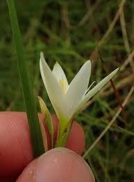 Image result for Hesperantha
