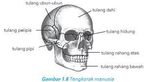 Anggota gerak atas (extremitas superior). 3 Bagian Rangka Manusia Lengkap Beserta Fungsinya Pak Mono