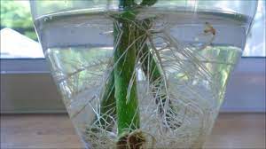 Be sure the parent plant is growing well and free of pests or disease. How To Root Cuttings In Water Youtube