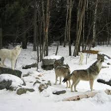The wolf (canis lupus), also known as the gray wolf or grey wolf, is a large canine native to eurasia and north america. Great Lakes Wolves Ordered Returned To Endangered List Mpr News