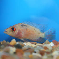 Pin On Freshwater Fish
