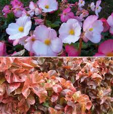 18 flowers that bloom all year round / perennial plants. Shade Loving Plants Growing And Care A Full Guide Gardening Tips