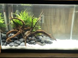 Customer Planted Aquarium In 2020 Fish Tank Themes Aquarium Fish Tank Design