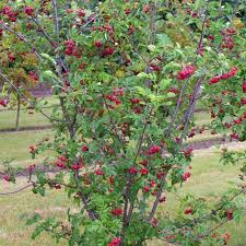 Hier tipps zu standort, boden und sorten des warum heißt die vogelbeere vogelbeere? Frucht Eberesche Sorbus Titan Weiss
