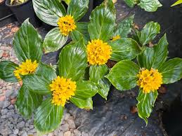 Image result for Lysimachia djalonis