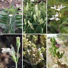 Image result for Meiosperma debile