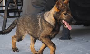 We did not find results for: Lycan Shepherd Everything You Need To Know Petvr Com