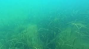 Image result for Zosteraceae