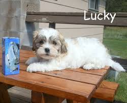 Large teddy bear giant big soft plu. Teddy Bear Puppies For Sale In Wisconsin Tiny And Teacup Teddy Bear Puppies Wisconsin Teddy Bear Puppy Breed Teddy Bear Puppies Morkie Puppies Maltipoo Puppy