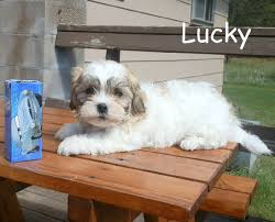 Later, when our son wanted a dog, we looked for another. Pin On School Ideas