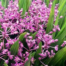 Image result for Ledebouria cooperi