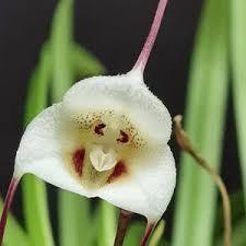 Orchid Dracula Lotax Monkey Face Orchid ...