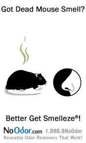 So, what is the most effective way to use a best dead mouse odor while there are many types of dead animal odor removal products, coming from different brands, it is essential that you know how to use them. 19 Dead Animal Smell Solutions Ideas Smelling Smell Remover Reusable