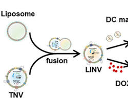 nanovesicles skin delivery system biomimetic, generada por IA