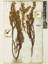 Image result for Euphorbia crebrifolia